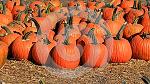 Several large pumpkins on hey up for sale in the farm