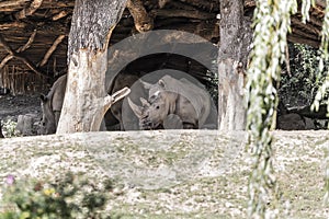 Several large rhinoceros