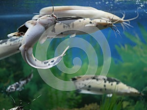 Several large spotted Angolan catfish in a large aquarium against a background of green algae and small air bubbles in the water.