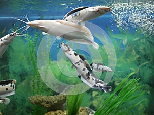 Several large spotted Angolan catfish in a large aquarium against a background of green algae and small air bubbles in the water.