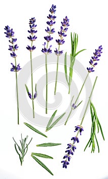 Several lavandula or lavender flowers on white background