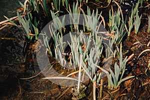 Several layers of frog roe in pond in spring, couple of common cute huge frogs swim in water, embryos tadpoles close-up, Frogspawn