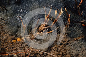 Several layers of frog roe in pond in spring, couple of common cute huge frogs swim in water, embryos tadpoles close-up, Frogspawn