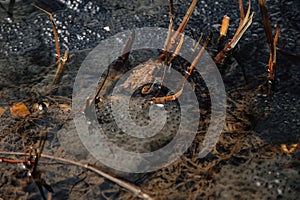 Several layers of frog roe in pond in spring, couple of common cute huge frogs swim in water, embryos tadpoles close-up, Frogspawn