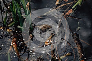 Several layers of frog roe in pond in spring, couple of common cute huge frogs swim in water, embryos tadpoles close-up, Frogspawn