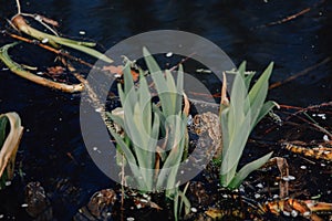 Several layers of frog roe in pond in spring, couple of common cute huge frogs swim in water, embryos tadpoles close-up, Frogspawn