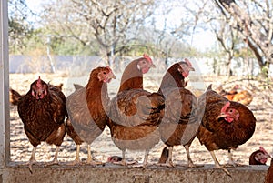 Several laying hens looking