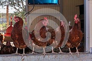 Several laying hens looking out