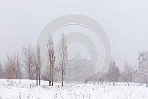 Several leafless trees during a misty snowy winter. Dark sillouettes of trees. Builddings in the background photo