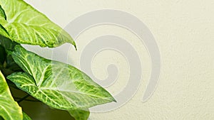 Several leaves and a light green wall for the background
