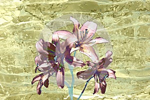 several lilies, photography digitally reworked
