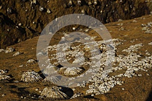 several limpets clinging to an orange colored rock and another with green moss