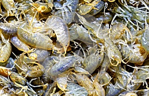 Several lively large multicolored translucent crustaceans - close-ups photo
