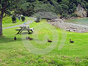 Several mallard ducks and birds enjoying summer time on seashore of Auckland, New Zealand