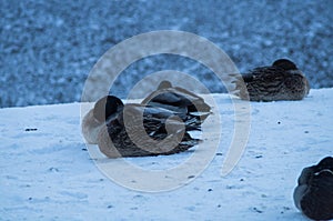 Sleeping mallards on snow