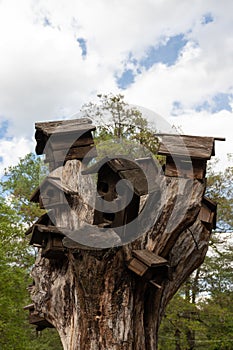 Several man made bird houses on a dead tree. Helping bird populations in the cities