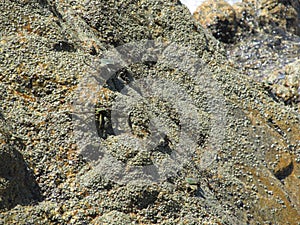 Several marble crabs crawling on the rock on the beach on a clear Sunny day mimicking the color of the stones