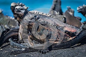 Several marine iguanas sunbathing on black rock