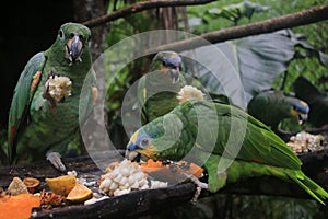 Several mealy parrots, Amazona farinosa, hold in captivity in a zoo and eating papaya and maiz