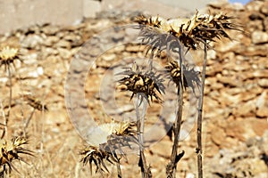 Several milk thistles (Silybum marianum) very dry