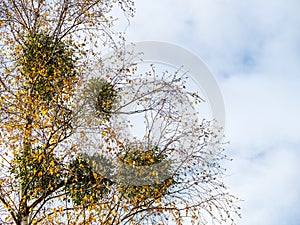 Several mistletoe bunches on tree branches against a cloudy sky