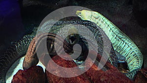 Several moray eels in aquarium with decorative corals. Scary dangerous exotic sea creature looking straight to camera