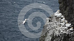 Several Morus bassanus over the nest while others fly over the ocean