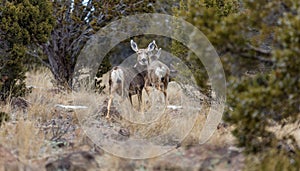 Several Mule Deer