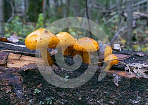 Several mushrooms grow on the trunk of a fallen tree