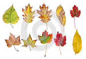 Several natural colored autumn leaf from tree isolated on white