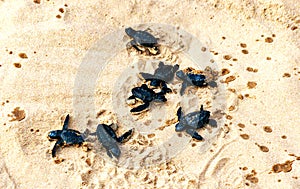 Several newly hatched small black sea turtles crawling along the sand to the sea