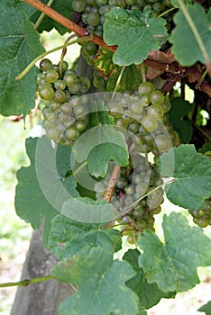 Several not perfect bunch of grapes hanging on the vine