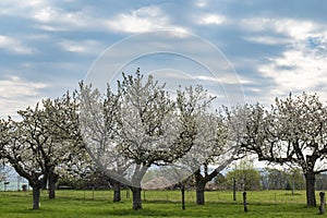several old, white blooming cherry trees on a meadow