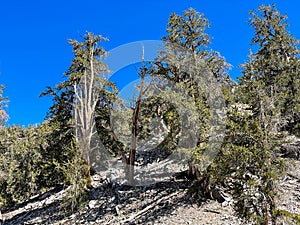 Ancient Bristlecone Pines
