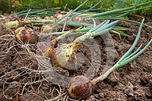 Several onions are lying on the ground