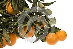 Several Oranges growing in cluster