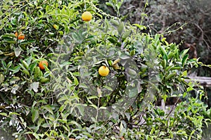 Oranges ripening on the foot in the backyard photo