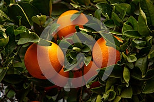 Several oranges on a tree