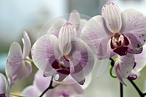 Several orchid flowers on the windows sill in the room