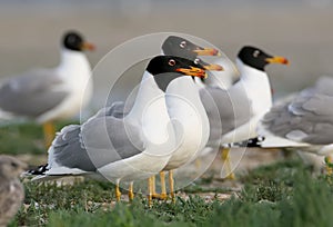 Several pallass gull in soft morning light from Danube delta.