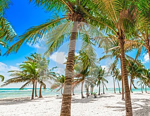 Several palm trees in Bois Jolan beach in Guadeloupe