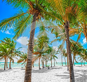 Several palm trees in Bois Jolan beach in Guadeloupe