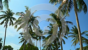 Several palm trees at the ocean on the island. Palm trees panned. Bottom view. Beautiful green palm trees wave on wind