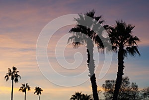 Several Palm trees in sunset