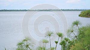 Several papyrus plants on a background of water and sky.