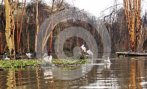 Several pelicanos photo