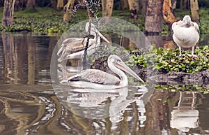 Several pelicanos photo