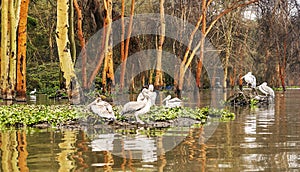 Several pelicanos photo