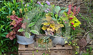 Several perennial plants in vintage flowerpot. photo