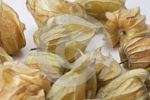 Several Physalis fruits against a white background
